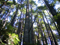 Redwood Forest CA