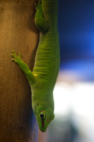 Academy of Sciences