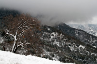 Sequoia CA