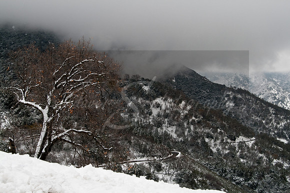 Sequoia