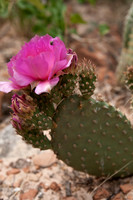 Flowering Cactus, Zion