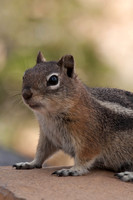 Squirrel at Bryce Canyon