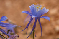 Colorado Columbine, Bryce Canyon