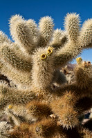 Cholla Cactus, Joshua Tree