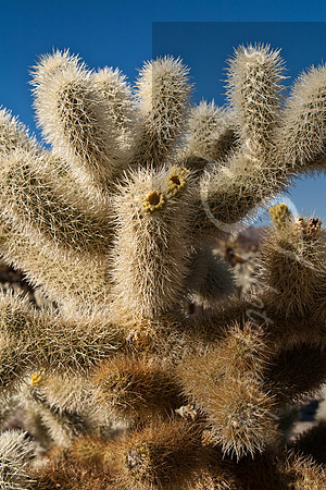 Cholla Cactus, Joshua Tree