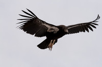 California Condor