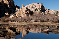 Joshua Tree