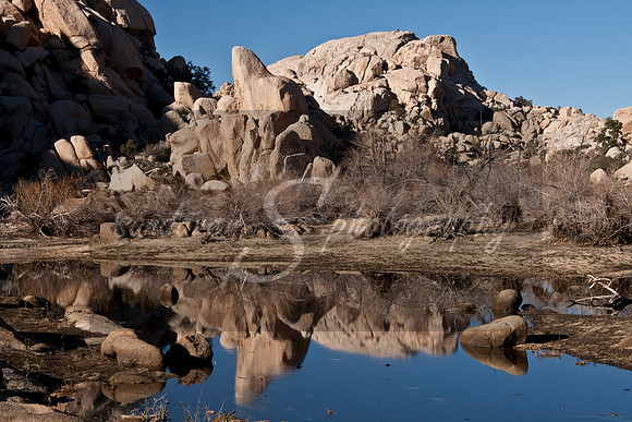Joshua Tree
