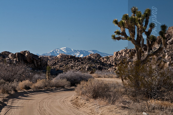 Joshua Tree National Park