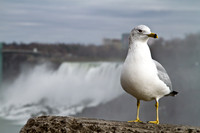 A Local, Niagara Falls