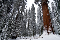 General Sherman Tree, Sequoia