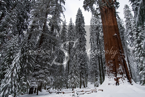 General Sherman Tree, Sequoia