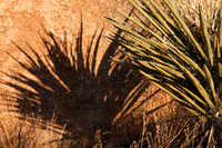 Yucca Shadow, Joshua Tree