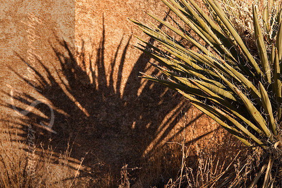 Yucca Shadow, Joshua Tree
