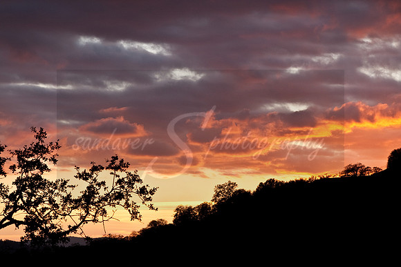 Sunset at Sequoia