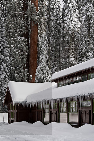Giant Forest Museum, Sequoia