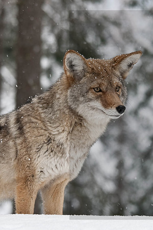 Coyote at Sequoia